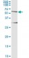 HERPUD1 Antibody (monoclonal) (M04)