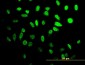 HES1 Antibody (monoclonal) (M02)