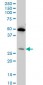 HES1 Antibody (monoclonal) (M02)