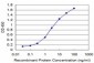 HEY1 Antibody (monoclonal) (M09)