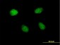 HEY1 Antibody (monoclonal) (M09)