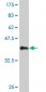 HEY1 Antibody (monoclonal) (M09)