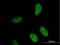 HEYL Antibody (monoclonal) (M02)