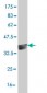 HEYL Antibody (monoclonal) (M02)