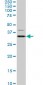 HEYL Antibody (monoclonal) (M02)