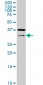 HEYL Antibody (monoclonal) (M02)