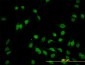 HEYL Antibody (monoclonal) (M07)