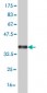 HEYL Antibody (monoclonal) (M07)