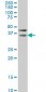 HEYL Antibody (monoclonal) (M07)