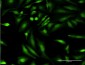 HGD Antibody (monoclonal) (M10)