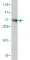 HHEX Antibody (monoclonal) (M02)
