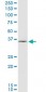 HHEX Antibody (monoclonal) (M02)