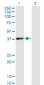 HHEX Antibody (monoclonal) (M02)