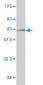 HHEX Antibody (monoclonal) (M05)