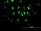 HIF1AN Antibody (monoclonal) (M01)