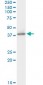 HIF1AN Antibody (monoclonal) (M01)