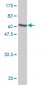 HIF1AN Antibody (monoclonal) (M01)