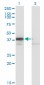 HIF1AN Antibody (monoclonal) (M01)