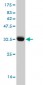 HIST1H3D Antibody (monoclonal) (M01)