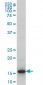 HIST1H3D Antibody (monoclonal) (M01)