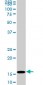 HIST1H3D Antibody (monoclonal) (M01)