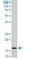 HIST1H3D Antibody (monoclonal) (M01)