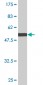 HLA-DPA1 Antibody (monoclonal) (M03)