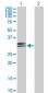 HLA-DPA1 Antibody (monoclonal) (M03)