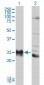 HLA-DPB1 Antibody (monoclonal) (M01)