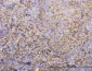 HLA-DRB4 Antibody (monoclonal) (M01)