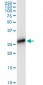 HLA-DRB4 Antibody (monoclonal) (M01)