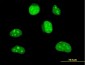 HLF Antibody (monoclonal) (M01)