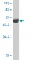 HLF Antibody (monoclonal) (M01)