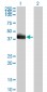 HLF Antibody (monoclonal) (M01)