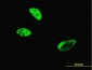 HLF Antibody (monoclonal) (M04)