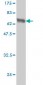 HLF Antibody (monoclonal) (M04)