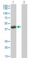 HLF Antibody (monoclonal) (M04)