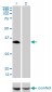 HLF Antibody (monoclonal) (M04)