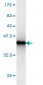 HMG20B Antibody (monoclonal) (M01)