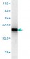 HMG20B Antibody (monoclonal) (M01)