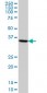 HMG20B Antibody (monoclonal) (M01)