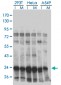 HMG20B Antibody (monoclonal) (M01)