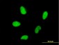 HMGA2 Antibody (monoclonal) (M01)