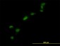 HMGB1 Antibody (monoclonal) (M02)