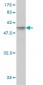 HMGB1 Antibody (monoclonal) (M02)