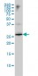 HMGB1 Antibody (monoclonal) (M02)