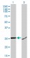 HMGB1 Antibody (monoclonal) (M02)