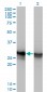 HMGB1 Antibody (monoclonal) (M08)