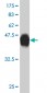 HMGB2 Antibody (monoclonal) (M04)