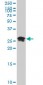 HMGB2 Antibody (monoclonal) (M04)